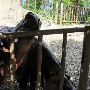 Africa-Nile Hippopotamuses