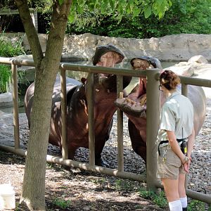 Africa-Nile Hippopotamuses
