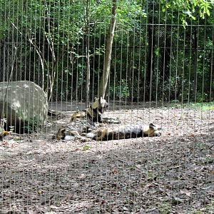 Africa-African Wild Dog