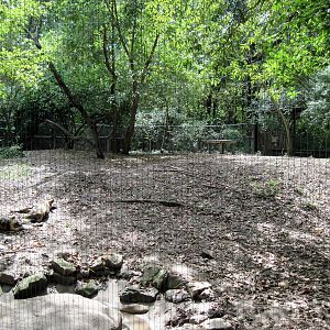 Africa-African Wild Dog Exhibit