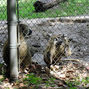 Africa-Guinea Baboons