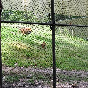 Africa-Guinea Baboons
