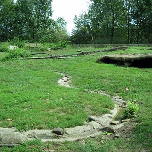 Africa-Guinea Baboon Exhibit