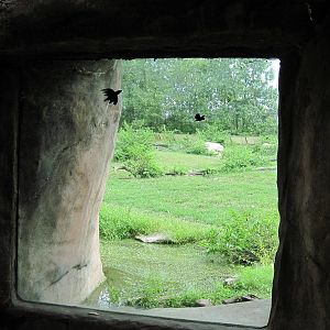 Africa-Guinea Baboon Exhibit