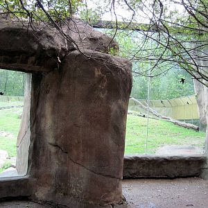 Africa-Guinea Baboon Exhibit
