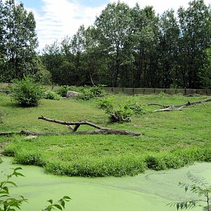 Africa-Guinea Baboon Exhibit