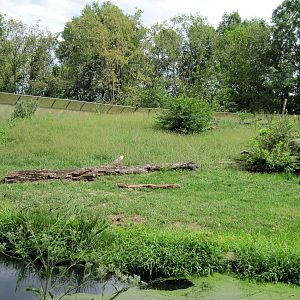 Africa-Guinea Baboon Exhibit