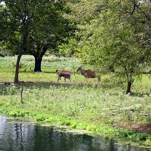 Africa-Common Elands on Plains