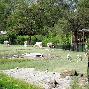 Africa-Scimitar-horned Oryxes