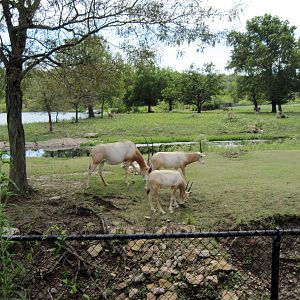 Africa-Scimitar-horned Oryxes