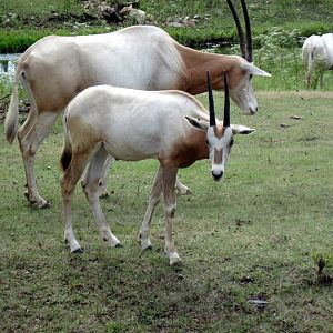 Africa-Scimitar-horned Oryxes