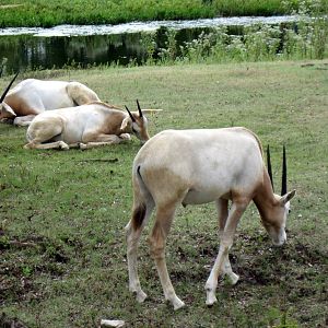 Africa-Scimitar-horned Oryxes