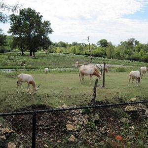 Africa-Scimitar-horned Oryxes