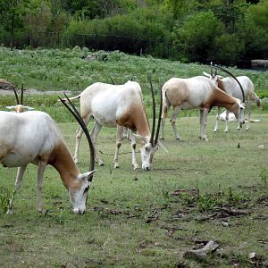 Africa-Scimitar-horned Oryxes