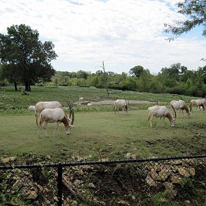 Africa-Scimitar-horned Oryxes