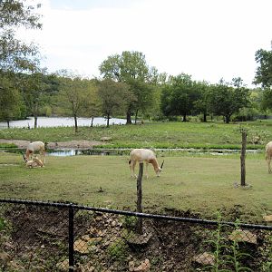 Africa-Scimitar-horned Oryxes