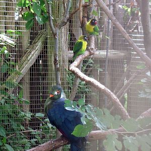 Africa-White-cheeked Turaco and Masked Lovebirds