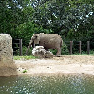 Africa-African Elephant