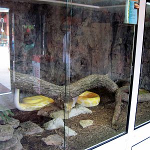 KidZone-Burmese Python Exhibit