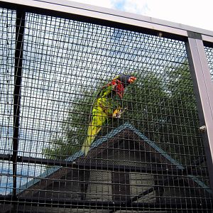 KidZone-Rainbow Lorikeet
