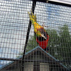 KidZone-Rainbow Lorikeet