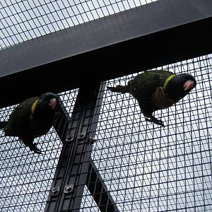 KidZone-Rainbow Lorikeets
