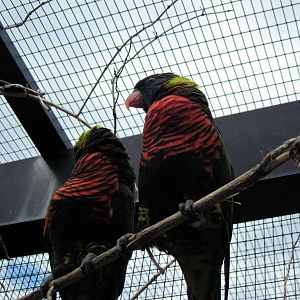 KidZone-Rainbow Lorikeets