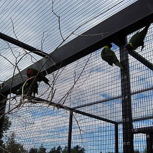 KidZone-Rainbow Lorikeets