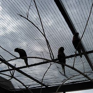 KidZone-Rainbow Lorikeets