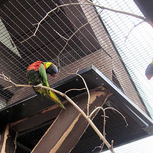 KidZone-Rainbow Lorikeets