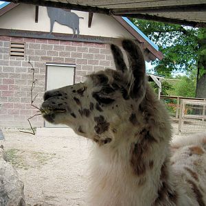 KidZone-Llama