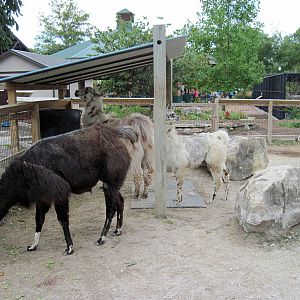 KidZone-Llamas