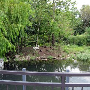 Trumpeter Swan Exhibit