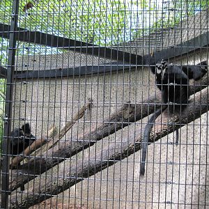 Tiger Trail-Francois Langurs