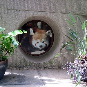 Tiger Trail-Photograph