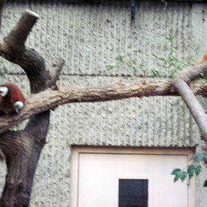 Tiger Trail-Red Pandas