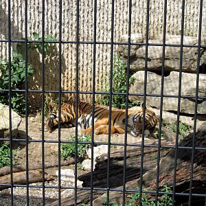 Tiger Trail-Sumatran Tiger