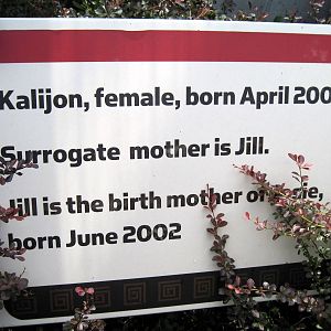 Tiger Trail-Bornean Orangutan Signage