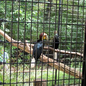 Tiger Trail-Wreathed Hornbills