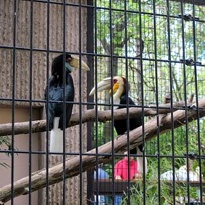 Tiger Trail-Wreathed Hornbills
