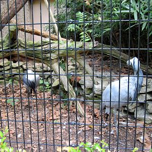 Tiger Trail-Demoiselle Cranes