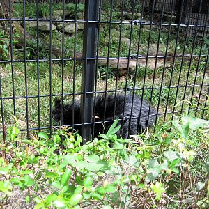 Tiger Trail-Binturong