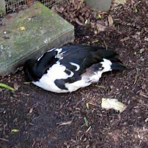 Australia-Magpie Goose