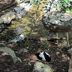 Australia-Silver Gull and Magpie Goose
