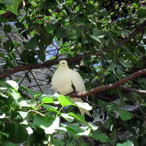 Australia-Pied Imperial Pigeon