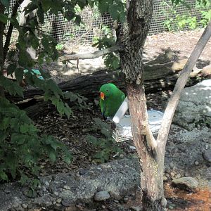 Australia-Eclectus Parrot