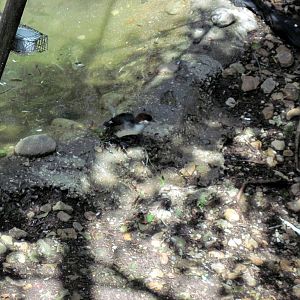 Australia-Plumed Whistling Duck