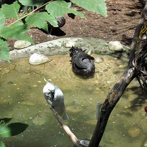 Australia-Sulfur-crested Cockatoo and Black Swan