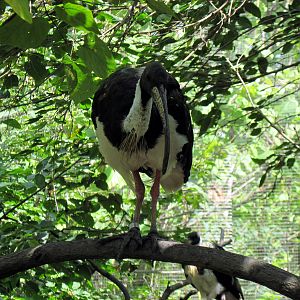 Australia-Straw-necked Ibis