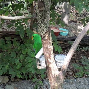 Australia-Eclectus Parrot